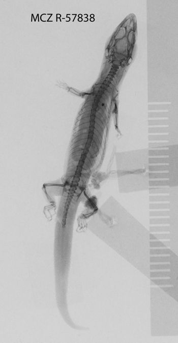 Media type: image;   Herpetology R-57838